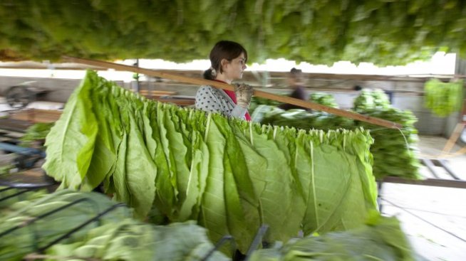  Може ли България да изнася тютюн за Китай? 
