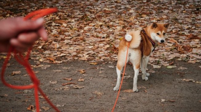 Шиба ину влиза в метавселената