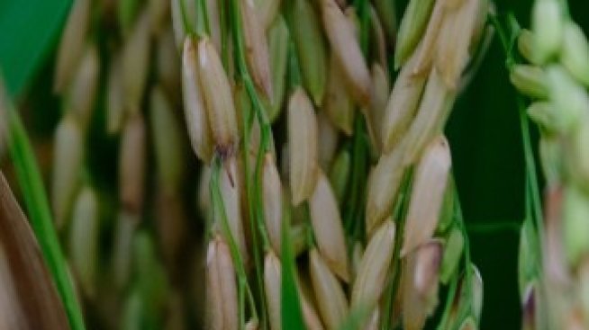 ООН: Светът е изправен пред безпрецедентна глобална криза с глада