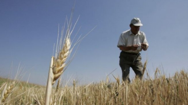 Как мораториумът върху продажбите на земя в Украйна спъва икономиката