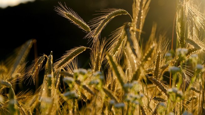 България няма да загуби средства по Програмата за селските райони