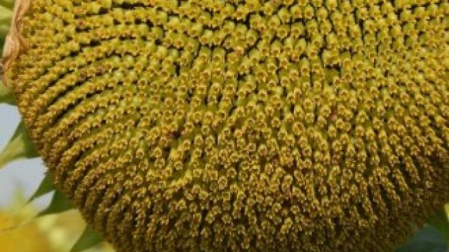 Производители на олио отново са разследвани със съмнения за картел