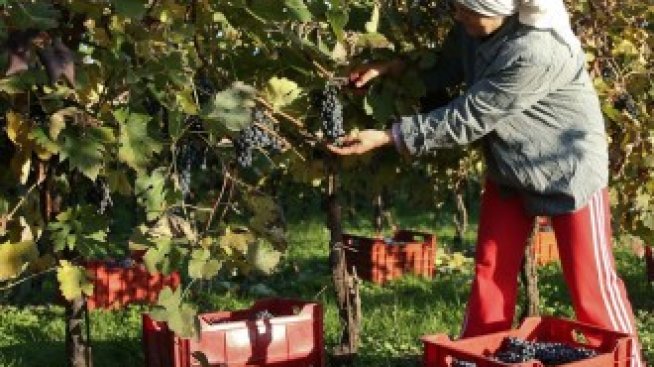 Италия разчита на нелегални имигранти за прибиране на реколтата