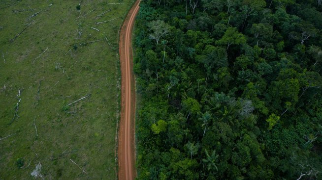Горите могат да помогнат в климатичната битка, но първо трябва да намалим емисиите