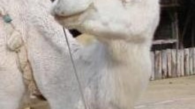 ЕК мисли дали да пусне камилско мляко на европейския пазар 