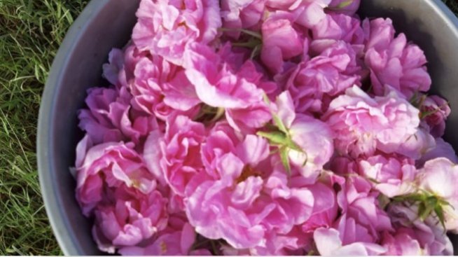 Поне 40% от розовите градини у нас тази година може да останат необрани