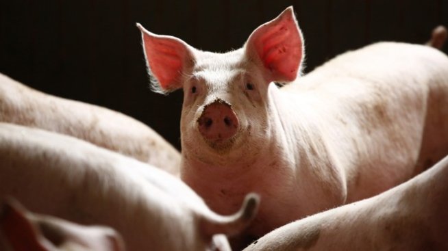 Пазарна мистерия със свински отпечатък