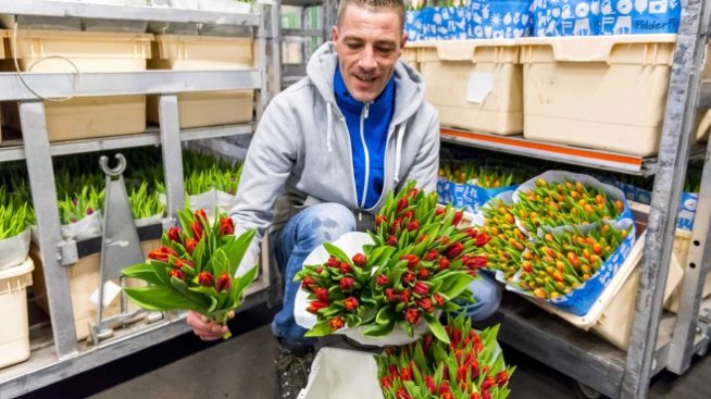 Болката на цветарите: Холандия унищожи 140 милиона лалета