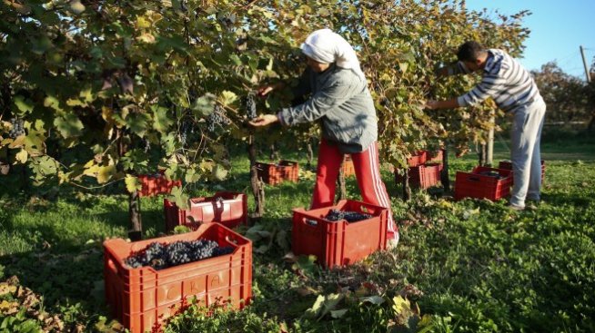 Ц. Цеков: С еднодневните договори се гарантират правата на работниците и се улеснява бизнесът