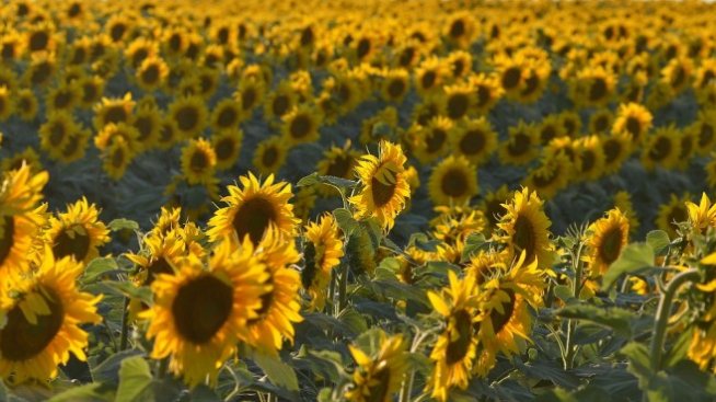 Икономисти очакват сериозен спад при добивите на слънчоглед в България