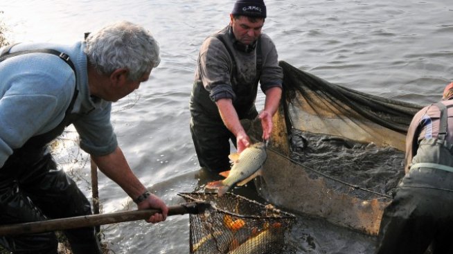 Данъчни откриха нарушения при търговци на риба
