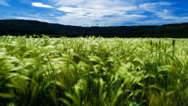 България иска в дебата за ОСП да се обсъди обвързаната с производство подкрепа