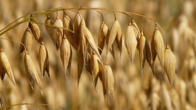 ЕК предвижда повече свобода за регионите в новата земеделската политика