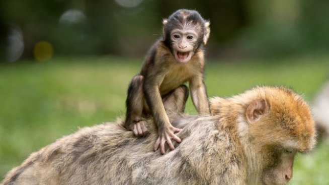 Престъпни групи въртят 20 млрд. евро годишно от трафик на диви животни