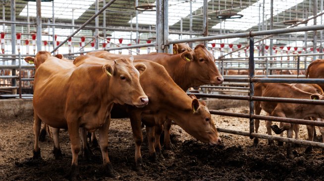 Цената на месото удари нов рекорд на световните пазари заради недостига на телешко