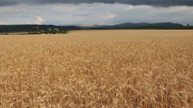 Засетите площи с пшеница в Добричка област надхвърлиха миналогодишните