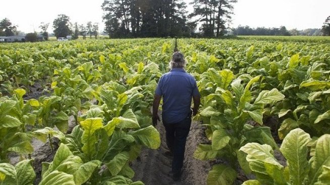 Фермери протестират срещу идеята за нови тютюни с намалено количество никотин