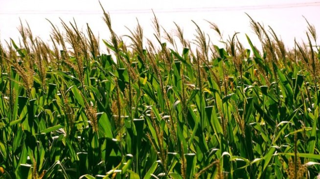 Фермерите ще подават заявления за директни плащания от 1 март до 15 май