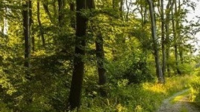 1785 декара частни гори са станали държавни през 2020 г.