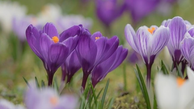 Ще има ли в България научен център с опитно поле за отглеждане на шафран?