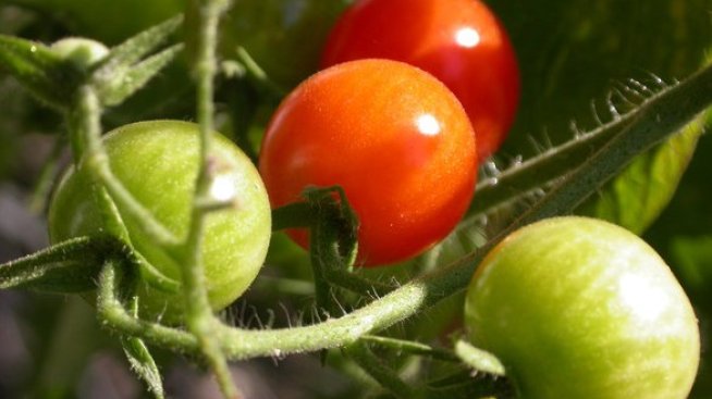 Цените на хранителните стоки на едро остават стабилни в началото на май