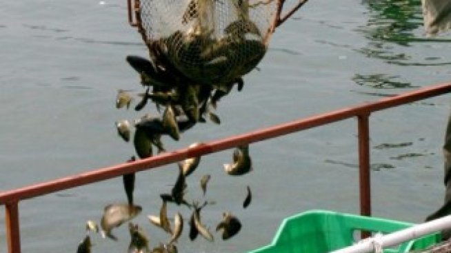 За половин година скоростно са одобрени 30% от парите за рибарство