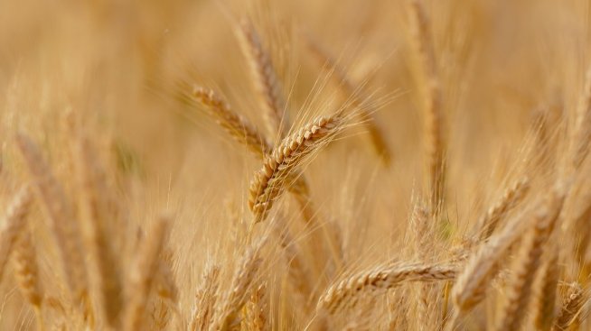 Ще променят ли кооперативите монокултурния модел на българското земеделие?