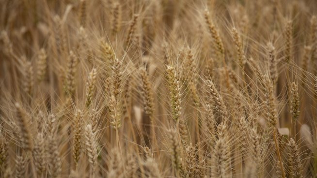 Високата цена ограничава износа на руска пшеница трети пореден месец