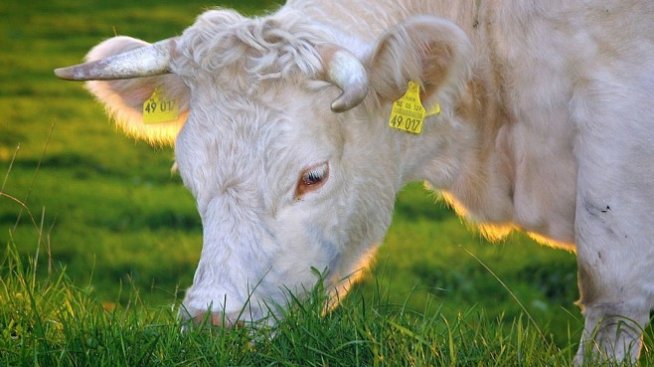 Увеличава се държавната помощ за инвестиции в млекомати