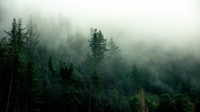 Евродепутат: ЕС трябва да отложи регламента за справяне с обезлесяването