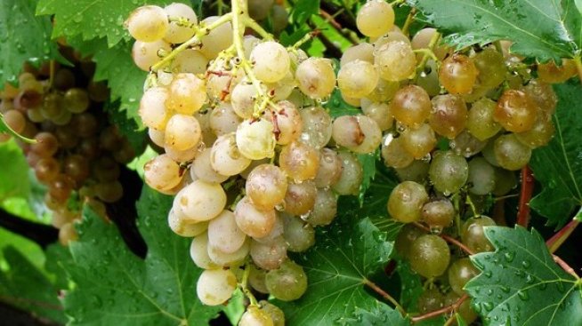 Реколтата от грозде се очаква да бъде с добри захарни и качествени показатели