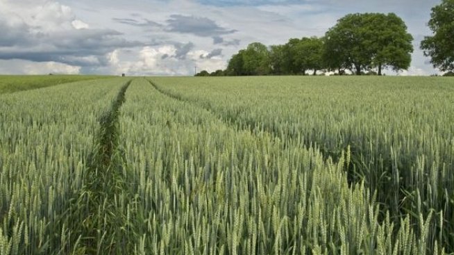 Подадени са 79 сигнала до прокуратурата за съмнителни наеми на земи