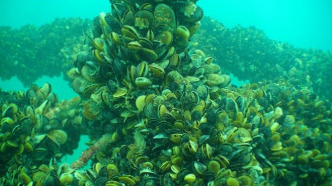 Повелителят на моретата