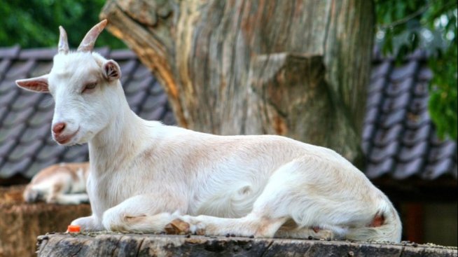 Интересът към отглеждането на българска млечна коза се повишава