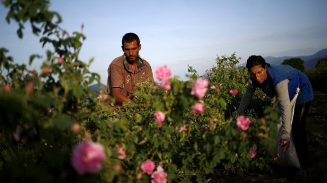Розов цвят ще се изкупува само с писмени договори