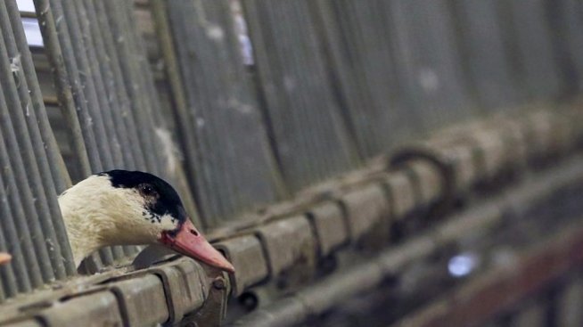 Производството на гъши дроб в Европа достига исторически минимум