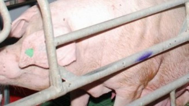 Държавата планира 60 млн. лв. помощ за птицевъди и свиневъди