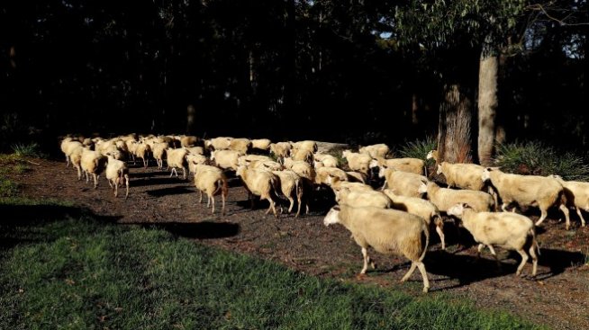 Стадното поведение на дребните инвеститори трябва да бъде овладяно