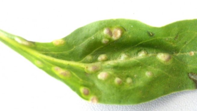 Нов вредител унищожава биофермите за годжи бери