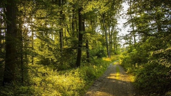 Стопанската дейност намалява защитната роля на горите ни