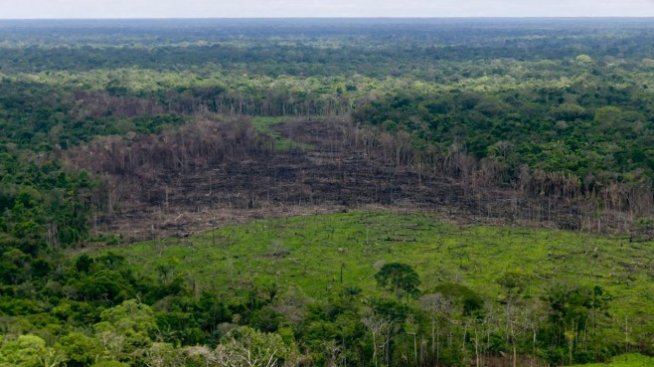 Световната банка предупреждава: Делът на горските площи е намалял до 30,7%