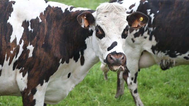 Всеки път, когато обвинявате кравите за климатичните промени, петролният сектор се смее