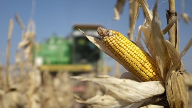 Васил Симов: Рекордното производство на царевица може да намали цената ѝ
