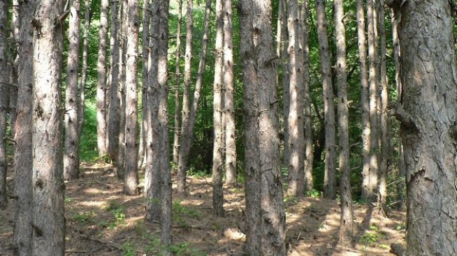 С. Бъчварова: Новият Закон за горите дава равен достъп на фирмите за  дърводобив