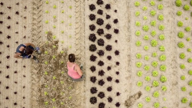 Графика на деня: Фирмите в България очакват рекордно наемане на нови служители