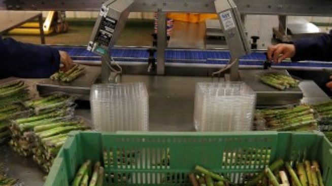 Великобритания е пред криза с реколтата от аспержи заради недостиг на работници