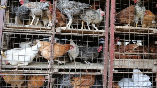 Русия забранява вноса на птича продукция от България