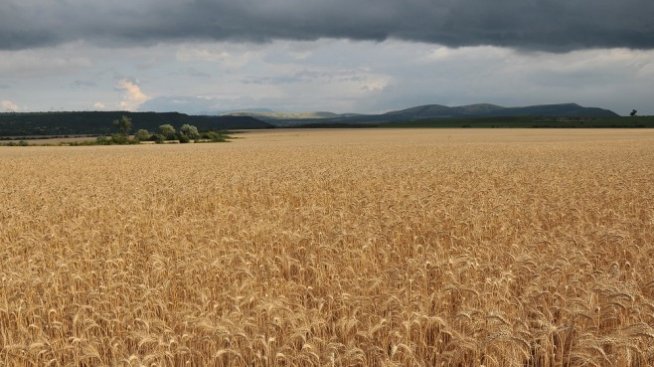 Очаква се рекордна реколта от пшеница в България от близо 6 млн. тона