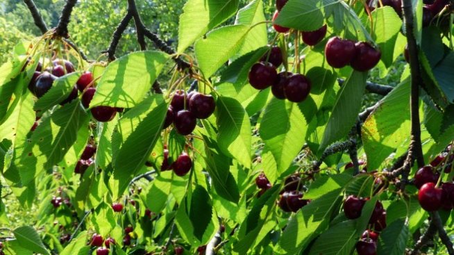 Земеделци ще обсъждат в Пловдив бъдещето на общата селскостопанска политика