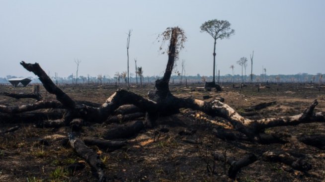 Бразилия отчита почти рекордно обезлесяване в рамките на година